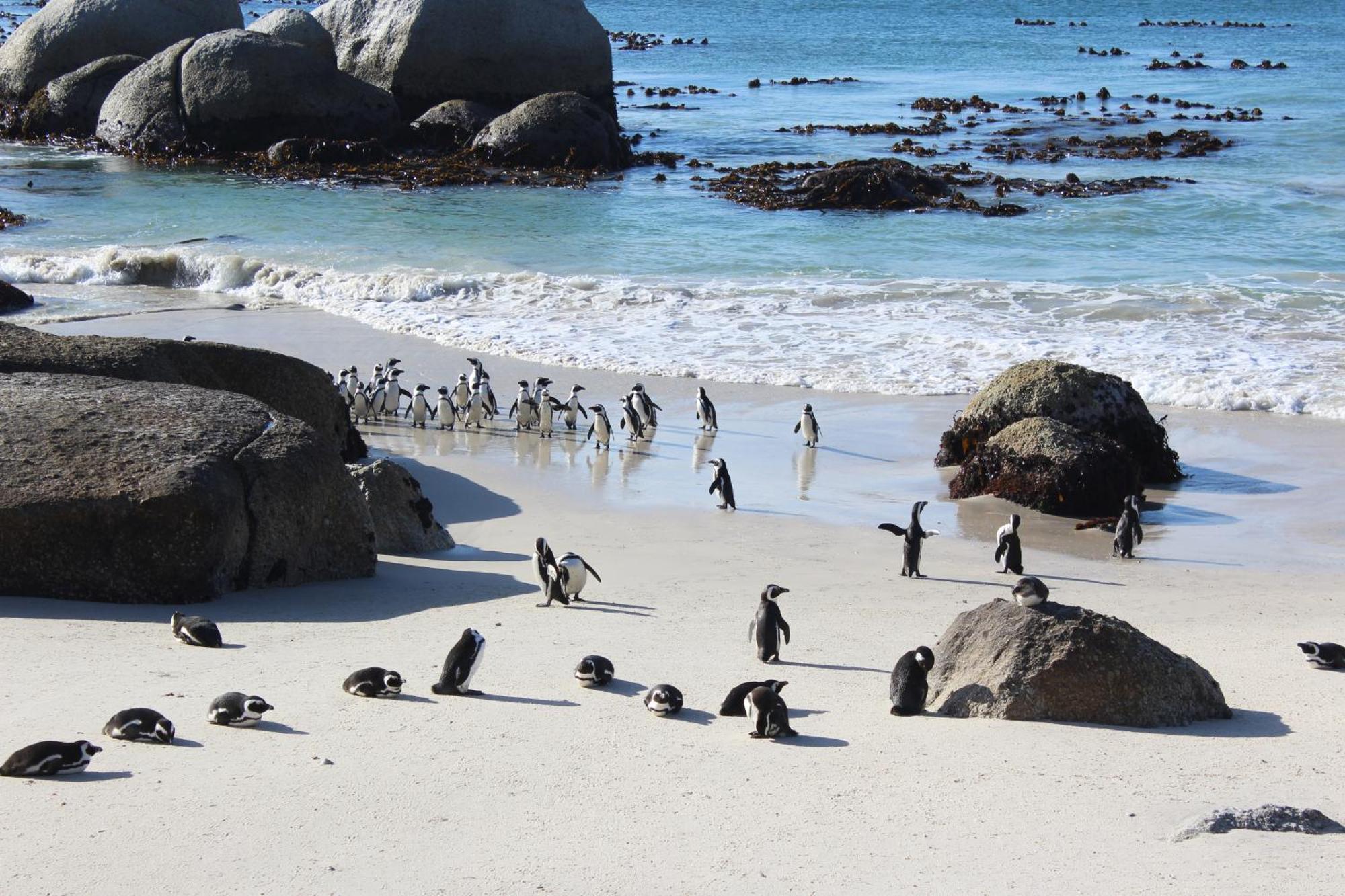 Boulders Beach House ไซมอนส์ทาวน์ ภายนอก รูปภาพ